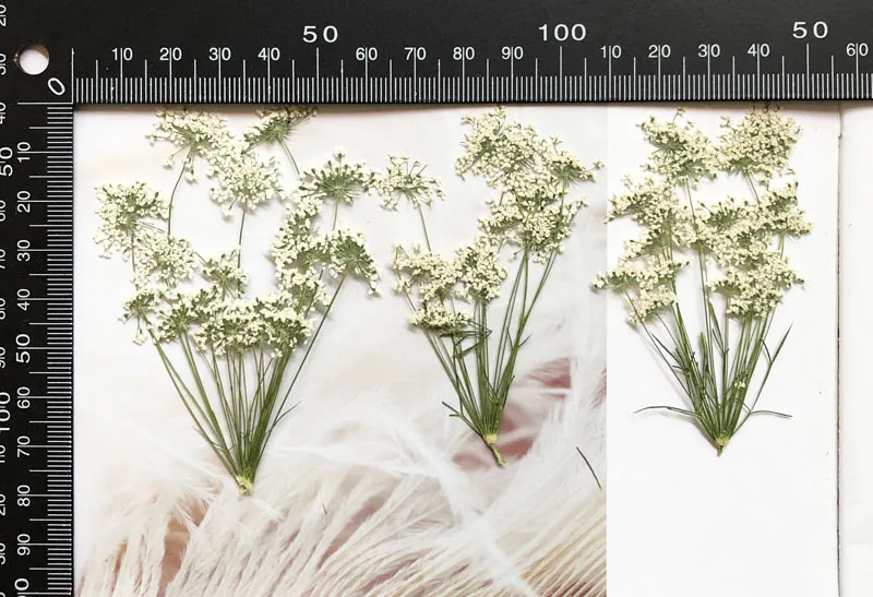 5-7 cm/12 pièces, petites fleu - Craft Embellishments avis et prix